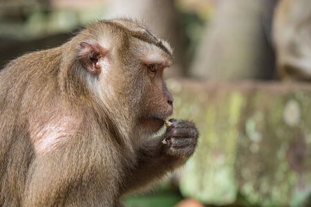 Japanese macaque in the wildの写真素材
