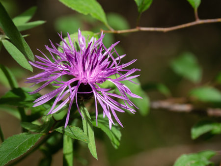 high mountain violet petal flowersの写真素材