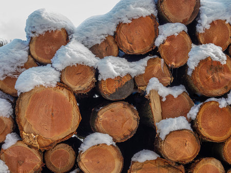 pile of cut logs covered with snow