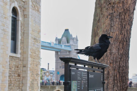 Raven overlooking Tower Bridge and London. A raven perched on a sign with the Tower Bridge and an ancient stone tower in the background on a summer day.の写真素材
