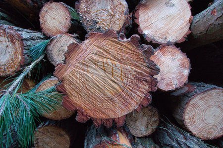 Pine wood logs texture background - A close-up texture shot of a stack of freshly cut pine tree...