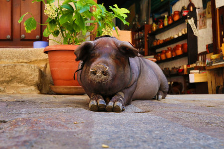 Domestic black pig resting on a cobblestone path - A close-up, low-angle shot of a black pig lying...