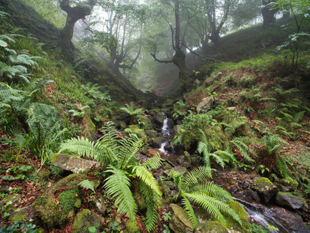 Vibrant jungle creek with lush ferns and moss - A peaceful landscape of a small stream cascading over mossy rocks surrounded by wild green ferns in a humid forest.の写真素材
