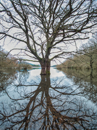 Flooded forest with stunning tree reflection - A dramatic wide shot of a flooded forest with a prominent bare tree perfectly reflected in the still, glassy water on an overcast day.の写真素材