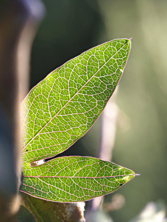 Macro Close-up of Green Leaves and Veins - A close-up of two translucent green leaves, back-lit by...