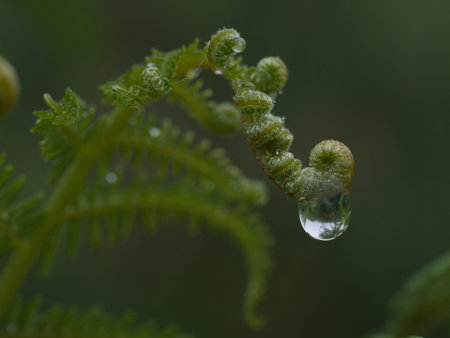 Young fern frond unfurling with fresh water drops - A macro shot of a delicate, coiled fern frond with tiny water droplets, captured with a shallow depth of field against a soft green background.の写真素材