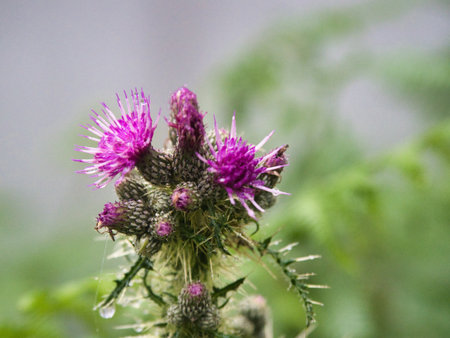 Vibrant purple thistle flowers with water drops - A macro shot of a blooming thistle plant with bright purple flowers and sharp spines, glistening with raindrops.の写真素材