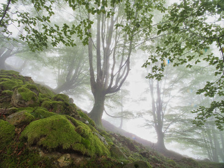 Magical foggy beech forest with mossy rocks - An enchanting scene in a misty forest with sunrays filtering through the trees and green moss covering the rocks.の写真素材