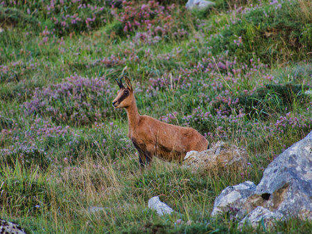 Cantabrian Chamois in Mountain Meadow - Wild Cantabrian chamois or rebeco standing alertly in a vibrant mountain meadow full of heather and green grass in Picos de Europa, Spain.の写真素材