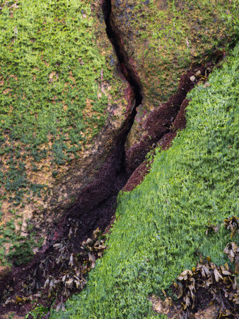 Abstract Detail of Coastal Rock with Algae - Vibrant close-up of a deep crack in a coastal rock, covered by dense green algae and darker seaweed, creating a rich abstract texture and pattern.の写真素材
