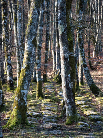 Winter forest floor with mossy stones - A sunlit forest scene with moss-covered tree trunks and a rocky path, creating a tranquil and magical atmosphere.の写真素材