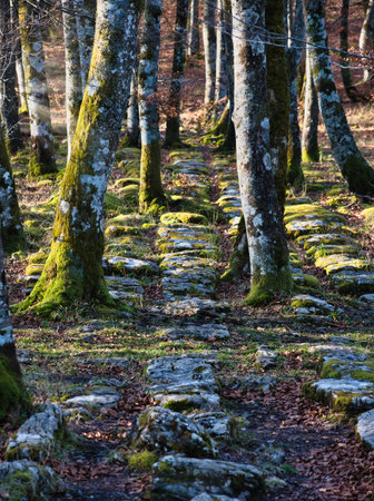 Winter forest floor with mossy stones - A sunlit forest scene with moss-covered tree trunks and a rocky path, creating a tranquil and magical atmosphere.の写真素材