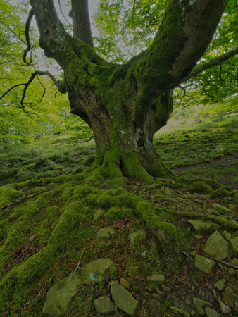 Magnificent mossy beech forest with ancient roots - Enchanting view of a moss-covered beech tree...
