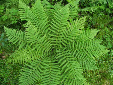 Overhead View of Vibrant Green Fern Rosette - Top-down shot of a lush, vibrant green fern (Dryopteris) forming a beautiful circular rosette pattern with its fronds in a dense forest undergrowth.の写真素材