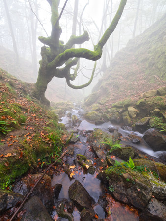 Mossy Twisted Beech Tree over Misty Forest Stream - A mysterious forest scene with a bizarre, moss-covered beech tree trunk and branches arching over a small creek in heavy fog.の写真素材