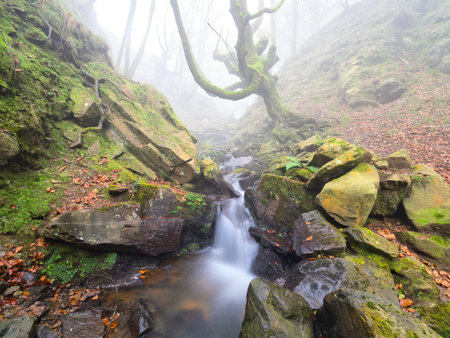 Mossy Twisted Beech Tree over Misty Forest Stream - A mysterious forest scene with a bizarre, moss-covered beech tree trunk and branches arching over a small creek in heavy fog.の写真素材