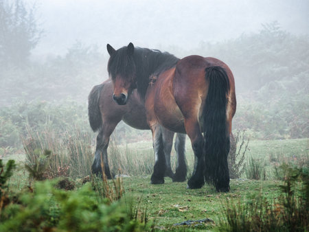 Wild Bay Horses in Heavy Fog on a Mountain Meadow - Two beautiful wild horses with long manes and tails standing close in a foggy, atmospheric mountain pasture during a misty morning.の写真素材