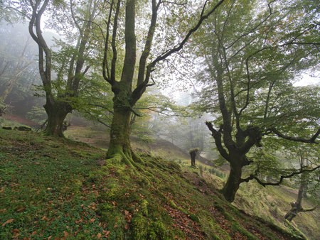 A wide, vertical shot of a mystical forest slope with ancient, moss-covered beech trees and a horse standing in the distance under a misty canopy.の写真素材