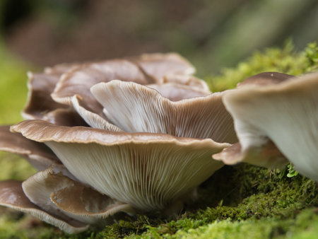 Oyster Mushrooms Growing on Moss-Covered Log in Forest - Close-up of a cluster of large, beige-brown oyster mushrooms with prominent gills, thriving on a log covered in bright green moss.の写真素材