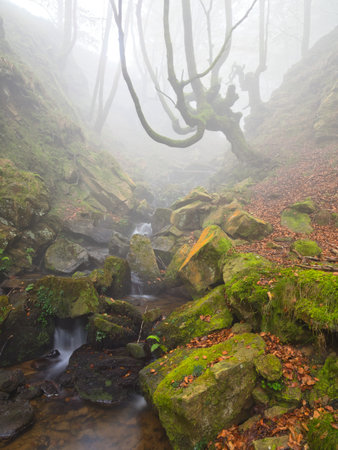 Mossy Twisted Beech Tree over Misty Forest Stream - A mysterious forest scene with a bizarre, moss-covered beech tree trunk and branches arching over a small creek in heavy fog.の写真素材