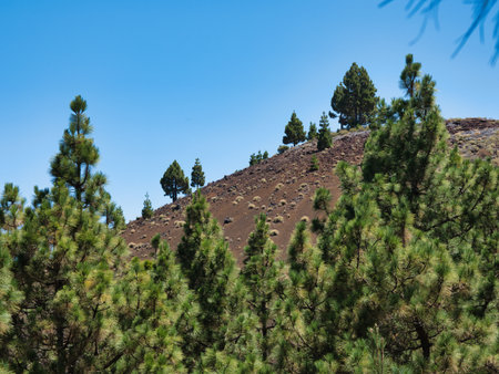 Canary Pine Forest on Volcanic Slope - Vibrant green Canary pine trees framing a view of a steep reddish-brown volcanic slope dotted with smaller pines under a clear blue sky.の写真素材