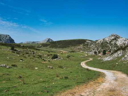 Winding gravel road leading through lush green mountain pastures towards distant grazing cattle - Scenic rural valley landscape under a clear blue sky in the Picos de Europa.の写真素材