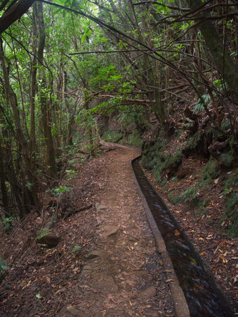Madeira Levada Trail through Lush Forest - Scenic hiking path alongside a traditional Levada...