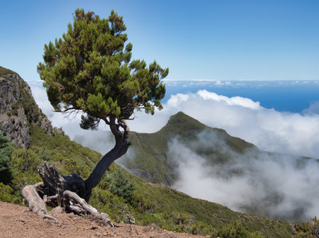 Resilient Juniper Tree Overlooking Foggy Peaks - A solitary, wind-swept tree on a high mountain ridge overlooking a majestic valley filled with low, ethereal clouds.の写真素材