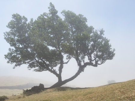 Resilient Laurel Tree Emerging from Fog - A solitary, wind-blown laurel tree on a dry slope,...