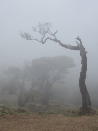 Eerie Twisted Tree Silhouette in Dense Fog - Vertical image of a dead, moss-covered, and...