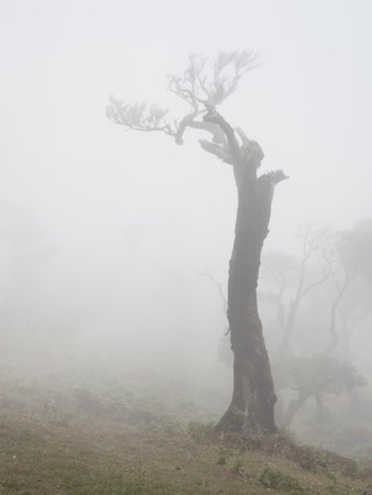 Eerie Twisted Tree Silhouette in Dense Fog - Vertical image of a dead, moss-covered, and...