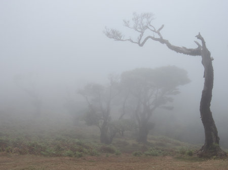 Eerie Twisted Tree Silhouette in Dense Fog - Vertical image of a dead, moss-covered, and...