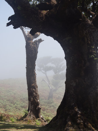 Archway of Ancient Laurel Tree Trunks - A mystical view through a dark, gnarled laurel tree frame...