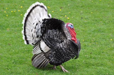 Strutting turkey