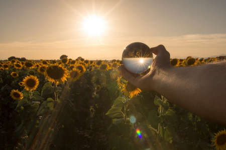 Fields of sunflowers under a beautiful sunset over a crystal ball creating reflections