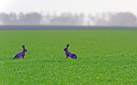 Two hares looking at each other, Hollandの写真素材