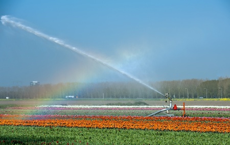 Rainbow over flowers, Hollandの写真素材