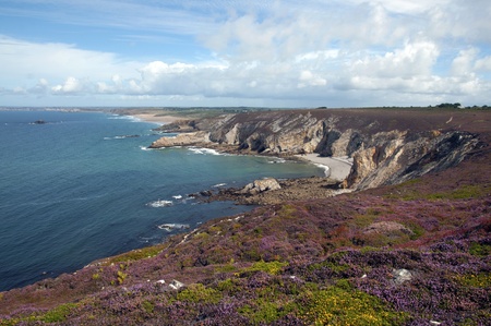 Flowers along the coast, Franceの写真素材