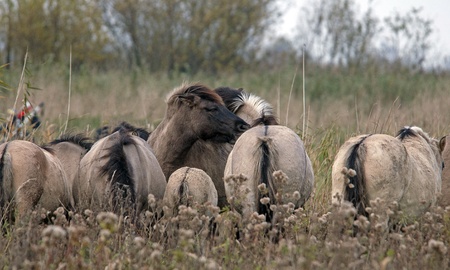 Wild horses being obstructive, Hollandの写真素材