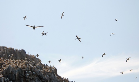 Birds flying for fish, Franceの写真素材