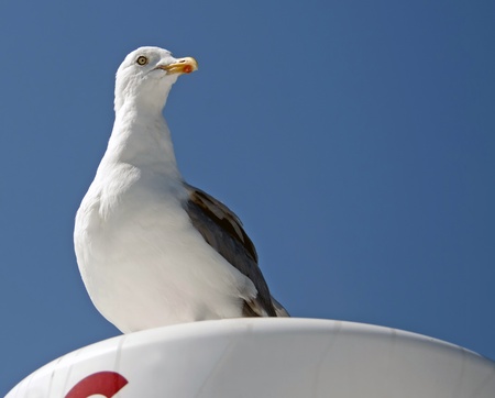 Watchful seagull, Franceの写真素材