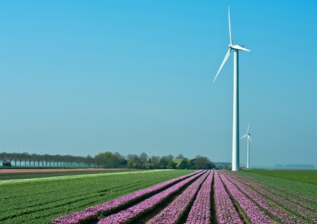 Windmill and flowers, Holland