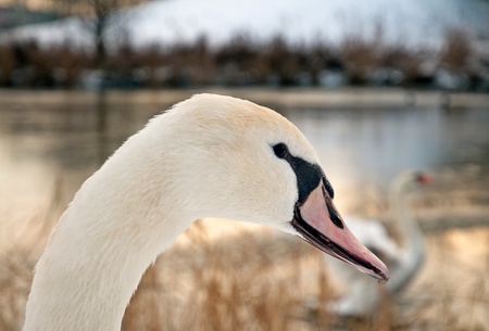 Swan in winter, Holland, Europeの写真素材
