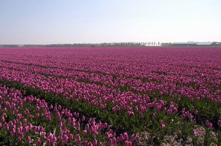 Tulips in a  field in spring, holland, europeの写真素材