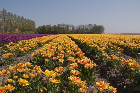 Flowers in a field  at dawn, Holland, Europe