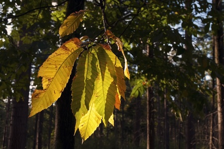 Leaves in autumn in sunlight