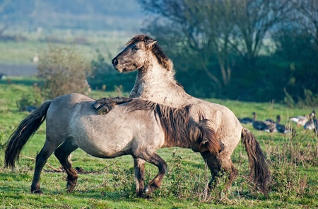 Wild horses playing in a fieldの写真素材