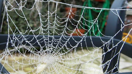 Cobweb with frost in winterの写真素材