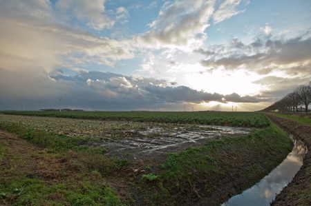 Sunlight over green vegetables, Holland, Europeの写真素材