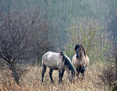 Wild horses playing in a field in winterの写真素材